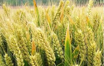 種子精選機產品特點